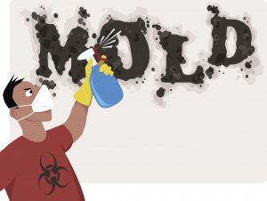 Mold Removal Services