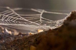 Spider Control Tips