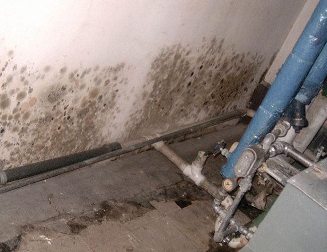 Mold Restoration in Pittsburgh