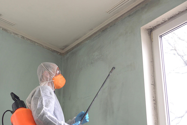 Mold Services in Pittsburgh