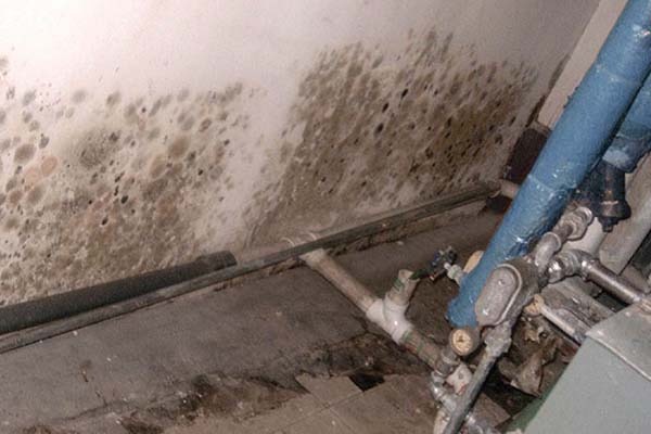 Commercial Mold Remediation